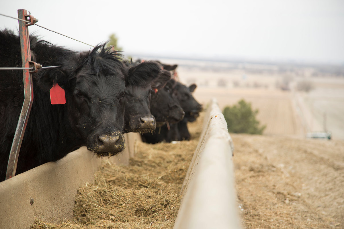 How to Improve Cattle Feed Efficiency in Bangladesh