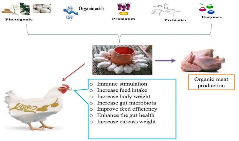 How to Improve Poultry Feed Efficiency in Bangladesh