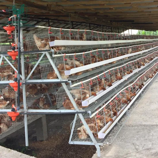 How to Increase Egg Production in Poultry Farms in Bangladesh