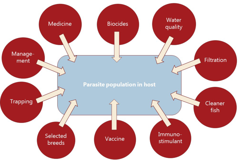 How to Prevent Diseases in Fish Farms in Bangladesh