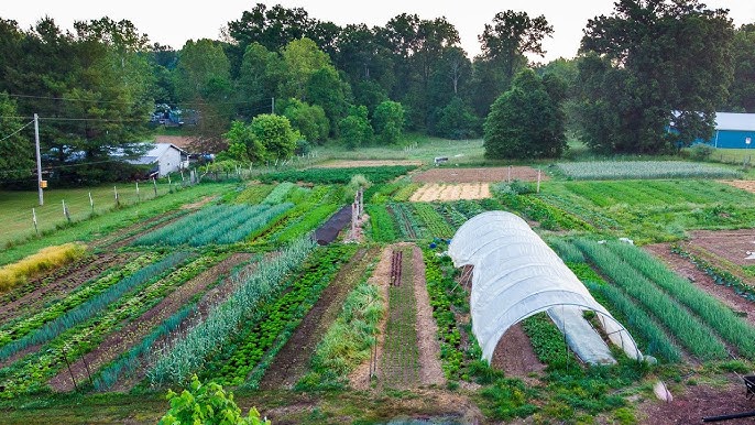 How to Start a Cattle Farm in Bangladesh: A Step-By-Step Guide